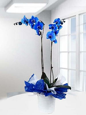 2 Dall Mavi Orkide