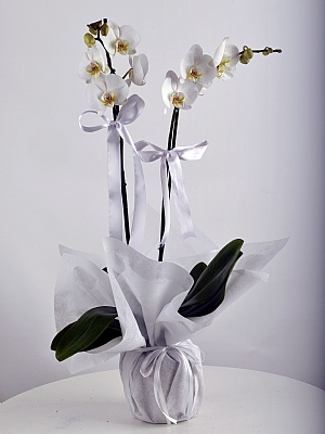 kili Beyaz Orkide